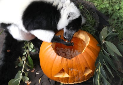 Un lemur come semillas de una calabaza decorada para Halloween en el zoo de San Francisco (Estados Unidos), el 26 de octubre de 2018.