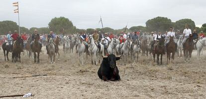 Incidentes con antitaurinos y el ganador del trofeo del Toro de la Vega de Tordesillas, Álvaro Martín, en 2014.