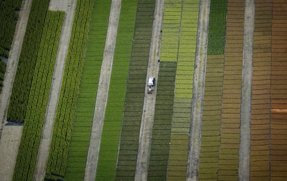 Trabajadores se ven entre hileras de árboles y plantas en un vivero cerca de Mission, Columbia Británica (Canadá).