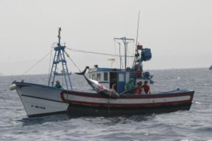 Un at&uacute;n con un bocado en el cuerpo tras ser atacado por una orca mientras lo pescaban.