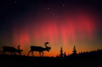 Auroras boreales y alces en la Laponia noruega.