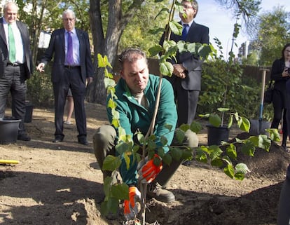 Plantación de olmos clonados en la Escuela de Montes.