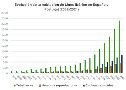 La población de linces ibéricos creció un 19% en 2024 respecto al año anterior