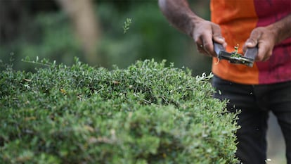 Un hombre podando las plantas con unas tijeras