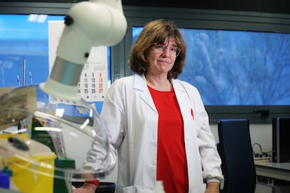 La farmacéutica Begoña Bravo, jefa del Servicio de Química del Instituto Nacional de Toxicología y Ciencias Forenses, en la localidad madrileña de Las Rozas.