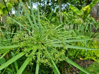 Inflorescencia del paragüitas con sus brácteas con forma de hojitas.