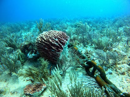 Fotografía de un coral dañado por una cadena de una ancla de un buque en Puerto Morelos (México), el 17 de marzo 2023.