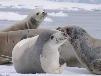 Focas cangrejeras, en la costa de la península antártica.