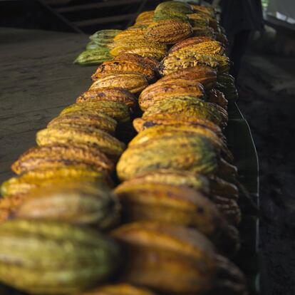 Pacari adquiere las mazorcas en la costa ecuatoriana y en la zona amazónica.