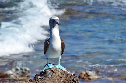 <b>¿Dónde avistarlo?</b>. El alcatraz patiazul (<i>Sula nebouxii</i>) es un ave endémica del Pacífico americano. En lugares como Isla Isabel (Nayarit, México) o las Galápagos no temen a los humanos, lo que permite contemplarlos de cerca. El color azul de sus patas se debe a los pigmentos carotenoides de su dieta.