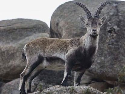 Ejemplar de cabra mont&eacute;s en el Parque Nacional del Guadarrama.