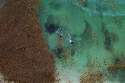 Crianças nadam entre o sargassum (um tipo de alga) na praia de Xcalacoco, México, no dia 19 de maio de 2019. O aquecimento dos oceanos aumenta a presença desse tipo de alga no local, afetando a indústria turística e o médio ambiente.