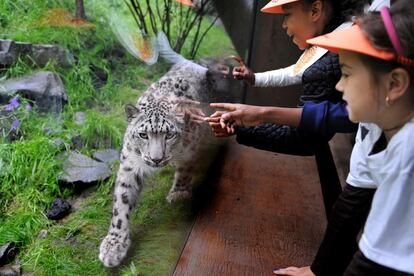 Su nombre real es Central Park Wildlife Center, aunque nadie lo llama así. En este pequeño zoo -el zoo de Central Park- viven leopardos de las nieves (en la foto), ranas punta de flecha y pandas rojos. Los tanques de los leones marinos y los pingüinos son un hervidero de curiosos cuando los cuidadores alimentan a los animales. El anexo Tisch Children’s Zoo, con sus alpacas y cabras nubias, es un plan con niños perfecto en Nueva York.