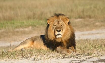 El león Cecil en el parque nacional de Hwange en Zimbabue.