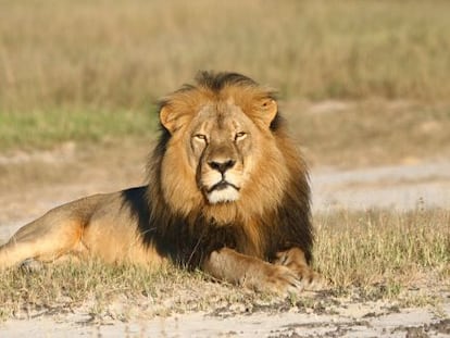 El le&oacute;n Cecil en el parque nacional de Hwange en Zimbabue. 