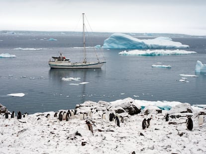 The 'Australis' facing a penguin breeding area that was analyzed for the virus. 
