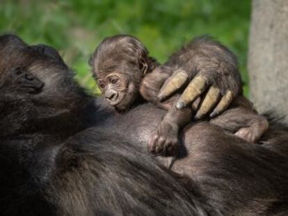 La primera cría de gorila que ha nacido en el Zoo de Los Ángeles en 20 años es una hembra