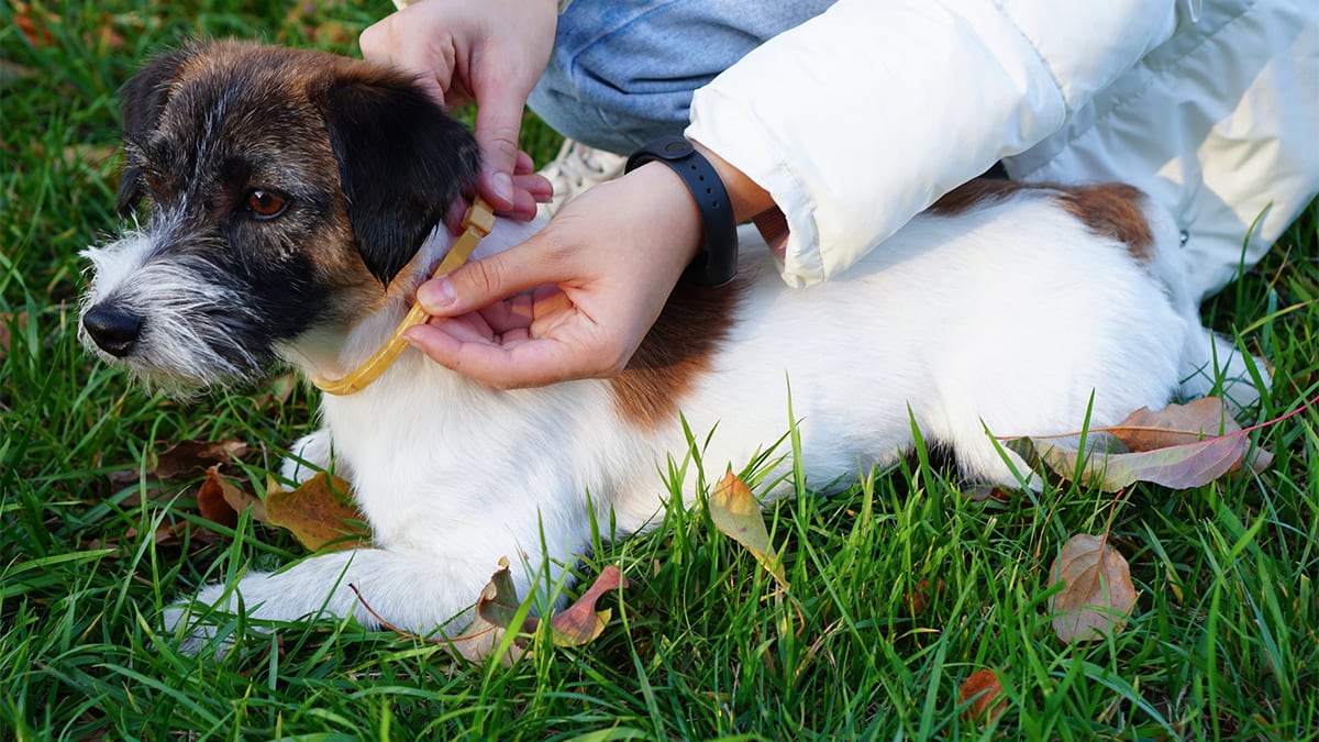 Estos packs de collares antiparasitarios protegen a tus perros y te ayudan a ahorrar durante meses