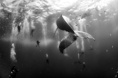 Imagen captada por el fotógrafo mexicano Anuar Patjane Floriuk que ha sido galardonada con el segundo premio Nature (Naturaleza) y muestra a un grupo de submarinistas junto a una ballena jorobada y su cría en aguas de Roca Partida, en las islas Revillagigedo, México, el 28 de enero de 2015.