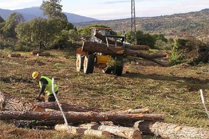 Tala de 100 árboles para la construcción de la variante de la M-501, en Pelayos.