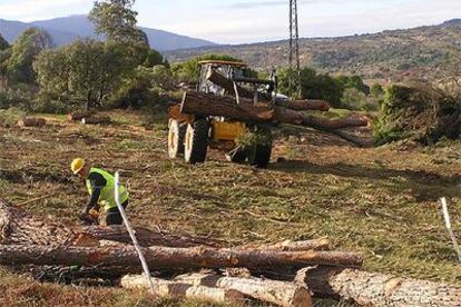 Tala de 100 árboles para la construcción de la variante de la M-501, en Pelayos.