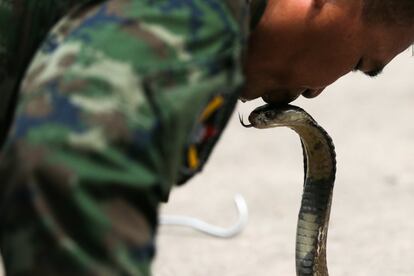 Um instrutor da Marinha tailandesa beija uma cobra durante um exercício de sobrevivência na selva em uma base militar na província de Chonburi (Tailândia), no dia 19 de fevereiro de 2018