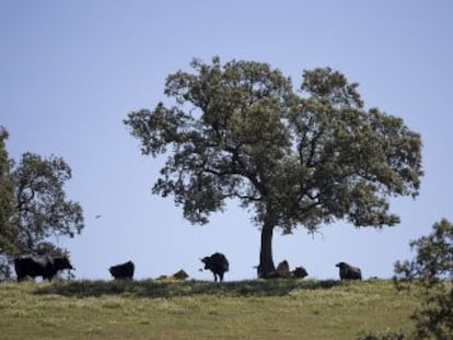 El aumento de las temperaturas, la sequía y la poca adaptabilidad de la vegetación reducen el hábitat de este paisaje