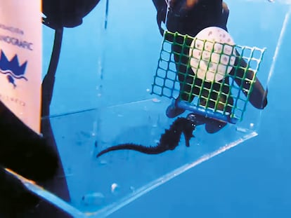 Momento de la suelta del caballito de mar en aguas de la localidad de Calpe (Alicante).