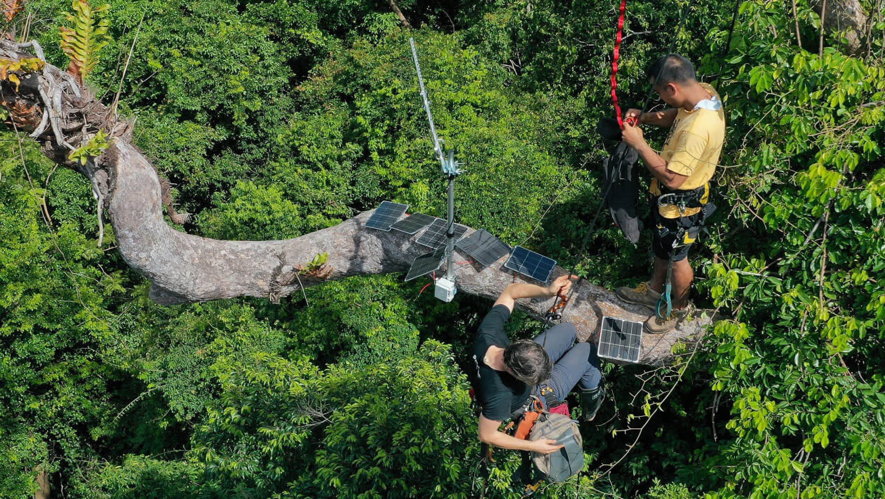 Los vigilantes que protegen la selva con micrófonos en los árboles: “Por una vez, los malos se sienten inseguros”