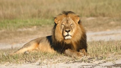 El le&oacute;n Cecil, cazado en julio por un dentista estadounidense en Zimbabue en una foto de archivo.