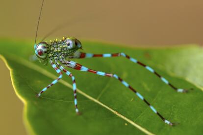 Ninfa de saltamontes (Harroweria sp.). Napo, Ecuador.