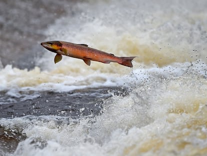 Un salmón remonta el río Etterick, en Escocia.