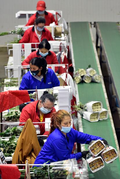 Un grupo de trabajadoras clasifica y empaqueta rosas en el municipio colombiano de Cajicá. 