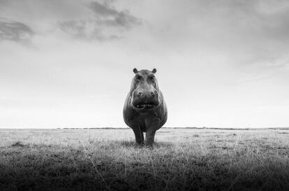 'One Hippo'.