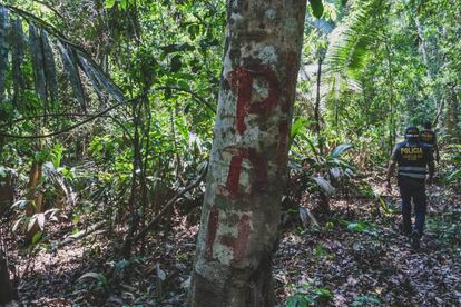 Marca en un árbol de la selva para no perderse en la frondosidad.