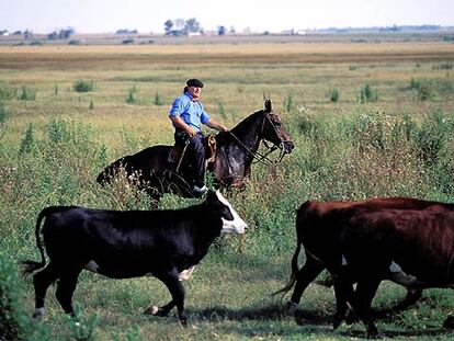 Un gaucho cuida del ganado en una hacienda de Argentina.