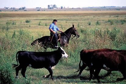 Un gaucho cuida del ganado en una hacienda de Argentina.