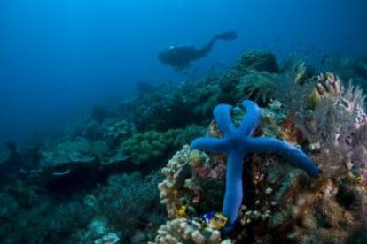 Submarinismo en Atauro (TImor Oriental). 