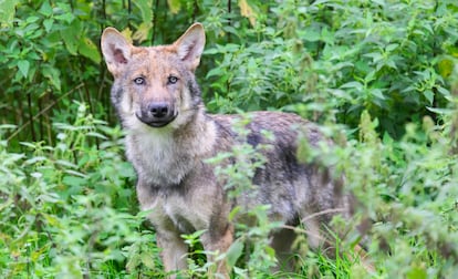 Lobo en el parque natural de Wisentgehege Springe en Alemania
