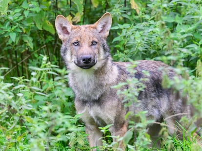 Un joven ejemplar de lobo en el parque natural de Wisentgehege Springe, en Alemania.