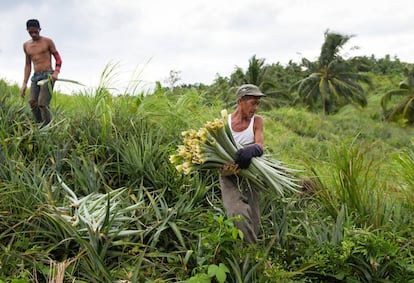 Proceso de recolección de las hojas de piña en Filipinas. A partir de ellas se obtienen las fibras para el nuevo material.