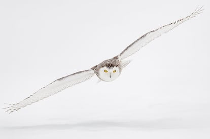 El búho nival ('Bubo scandiacus') es uno de los depredadores más temibles de la tundra, sobre todo para la liebre ártica y pequeños roedores como el lemming. Su plumaje blanco, con motas marrones o grises en las hembras, le sirve de camuflaje en los parajes nevados del norte de Europa y América donde anida, aunque en invierno se le puede ver mucho más al sur (el pasado noviembre <a href="https://elpais.com/clima-y-medio-ambiente/2021-11-18/el-extrano-viaje-de-los-buhos-articos-que-aterrizaron-en-asturias.html" target="_blank">se avistó uno en Asturias</a>).