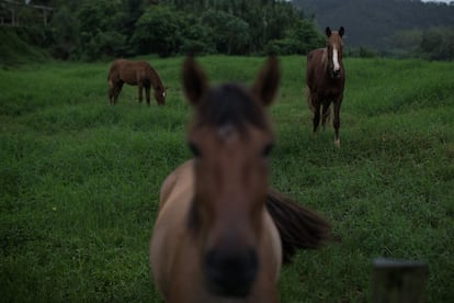 Em Eldorado, havia clubes sociais apenas para brancos até quase o final da década de sessenta. Lá, uma moradora diz abertamente que “os negros são vagabundos dependentes das ajudas do Estado”. Na pequena cidade rural havia muitos escravos até o século XIX e agora existem dezenas de quilombos, comunidades que estes fundaram depois de terem sido libertados. São assentamentos muito pobres no meio do mato que recebem discretas subvenções do Governo e seus moradores se dedicam a cultivos artesanais; também são a obsessão da cultura racista brasileira, que não vê sua utilidade. Depois de visitar um em 2017, Bolsonaro disse que “o afrodescendente mais magro” pesava sete arrobas” e “nem para procriar servia mais”. A fotografia de @victormoriyama retrata os cavalos do quilombo Ivaporunduva