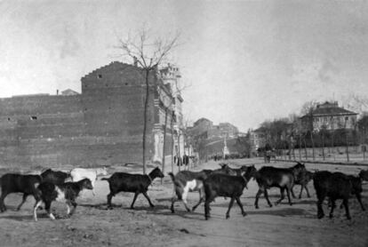 Madrid no dejó de ser un poblachón manchego hasta bien entrados los años 20. Gutiérrez Solana fue quien mejor describió las escenas costumbristas y también surrealistas, como esta en la que un rebaño de cabras cruza el Paseo del Obelisco (General Martínez Campos) entre los suntuosos palacios y mansiones del barrio de Almagro. Visiones que se agudizarían después de la guerra con imágenes para los guionistas del neorrealismo.