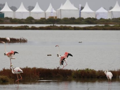 Flamencos ante las tiendas del festival Delta Birding Festival.