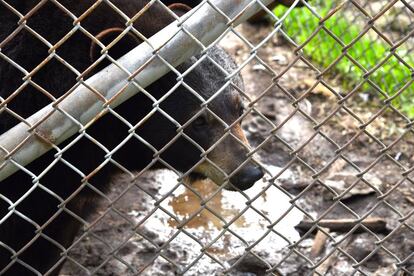 Otro de los osos del zoo, en su recinto.