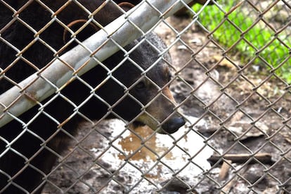 Otro de los osos del zoo, en su recinto.