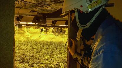 Un tècnic d'Endesa revisa la instal·lació elèctrica en una plantació il·legal de marihuana.