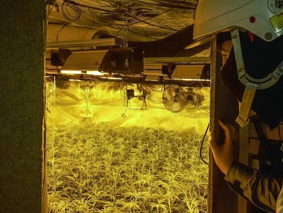 Un tècnic d'Endesa revisa la instal·lació elèctrica en una plantació il·legal de marihuana.