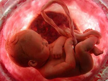 Imagen del documental de National Geographic &#039;En el vientre materno&#039;